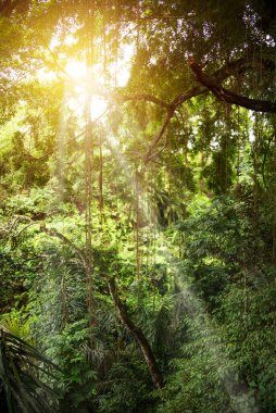 Bali, Endonezya 'da bitki ve lianalı tropikal yağmur ormanları veya ormanlar
