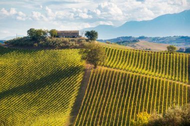 Sonbaharda renkli üzüm bağları, tarım ve tarım
