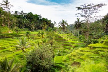 Endonezya 'daki Bali adasında yemyeşil pirinç tarlaları