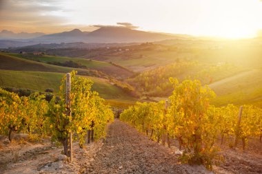 Sonbaharda renkli üzüm bağları, tarım ve tarım