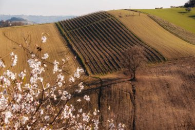 İlkbaharda kırsal alan, tepeler arasında tarlalar