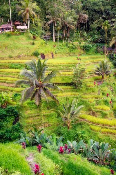 Φυτεία Πράσινου Ρυζιού Στο Νησί Μπαλί Της Ινδονησίας — Φωτογραφία Αρχείου