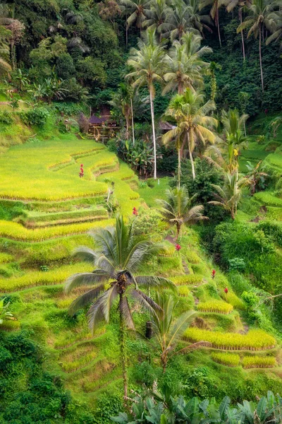 Plaines Riz Luxuriantes Sur Île Bali Indonésie — Photo