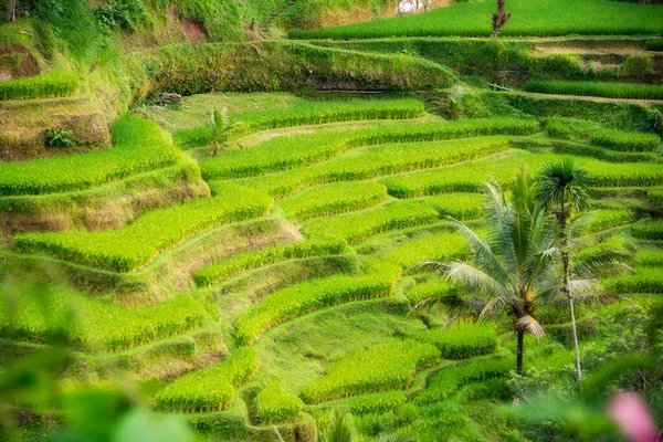 Üppige Reisfelder Auf Der Insel Bali Indonesien — Stockfoto