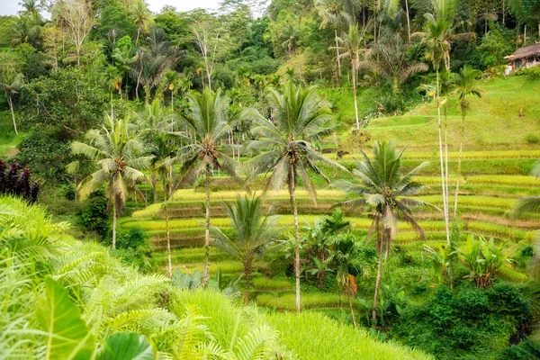 Plantación Campos Arroz Verde Isla Bali Indonesia — Foto de Stock