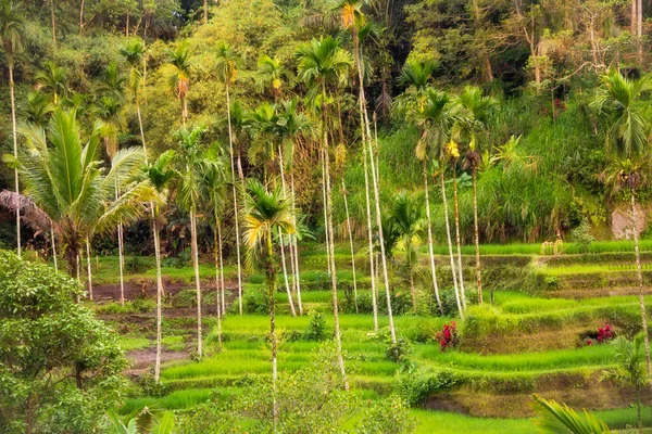 Пишні Рисові Поля Острові Балі Індонезія — стокове фото