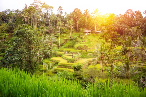 印度尼西亚巴厘岛的一片茂密的稻田 — 图库照片