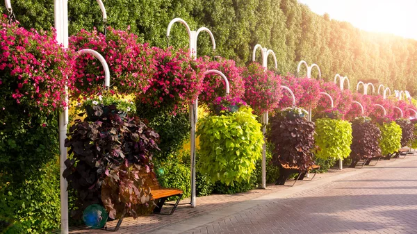 Piękny Ogród Lub Park Wieloma Kolorowymi Petuniami Innymi Kwiatami — Zdjęcie stockowe