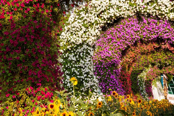 Wiele Pięknie Urządzone Kwiaty Ogrodzie Dekoracji Kwiatów Zewnątrz — Zdjęcie stockowe