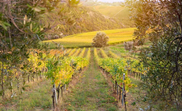 stock image Colorful vineyard in fall, agriculture and farming