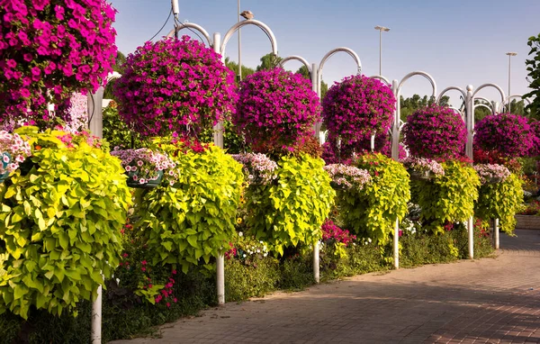 Belo Jardim Parque Com Muitas Petúnias Coloridas Outras Flores — Fotografia de Stock