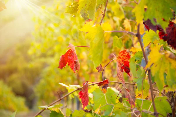 Vinhedo Outono Videira Plantas Dia Ensolarado Brilhante — Fotografia de Stock