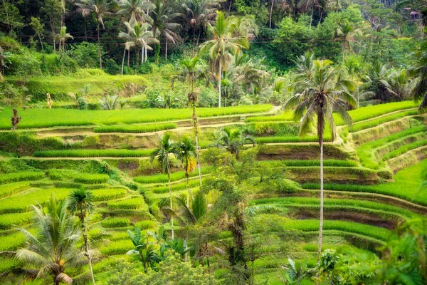 Lush Rice Fields Bali Island Indonesia — Stock Photo, Image