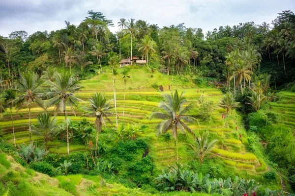 Green Rice Fields Plantation Bali Island Indonesia — Stock Photo, Image