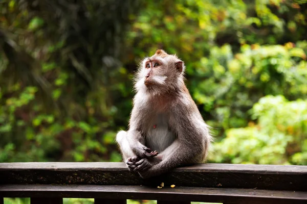 Grupo Monos Salvajes Selva Tropical Asia —  Fotos de Stock