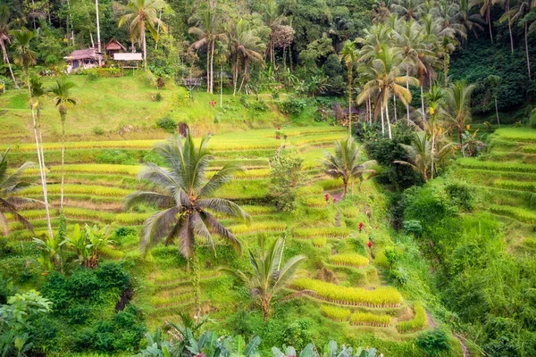 Φυτεία Πράσινου Ρυζιού Στο Νησί Μπαλί Της Ινδονησίας — Φωτογραφία Αρχείου
