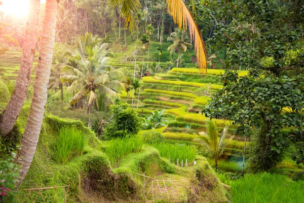 Campos Arroz Exuberantes Ilha Bali Indonésia — Fotografia de Stock