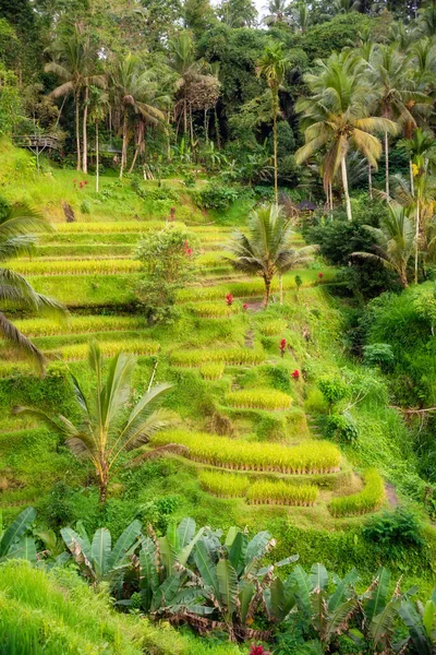 Lush Rice Fields Bali Island Indonesia — Stock Photo, Image