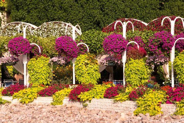 Сад Парк Множеством Разноцветных Петуний Других Цветов — стоковое фото