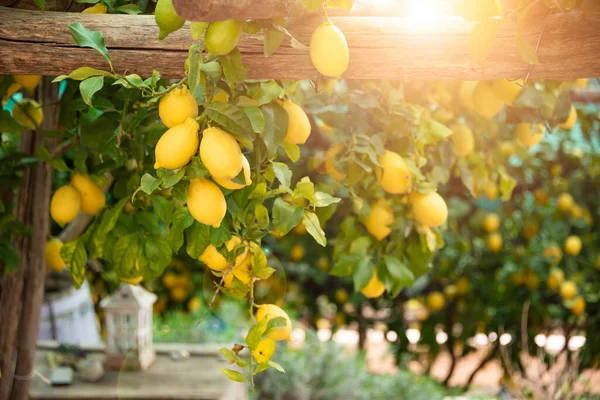 İtalya 'da Amalfi kıyısında bir bahçede büyüyen limonlar