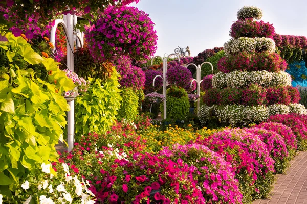Vacker Trädgård Eller Park Med Många Färgglada Petunior Och Andra — Stockfoto