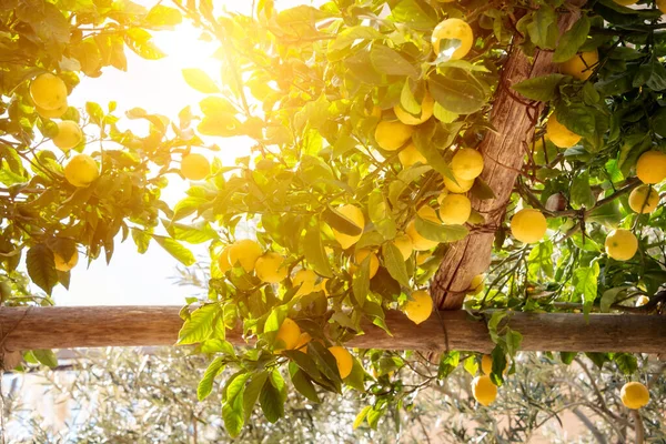İtalya 'da Amalfi kıyısında bir bahçede büyüyen limonlar