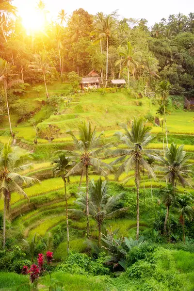 Weelderige Rijstvelden Bali Eiland Indonesië — Stockfoto