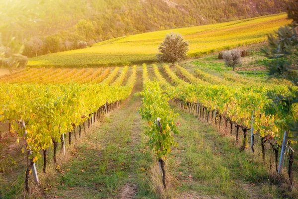 Kolorowe Winnice Jesienią Rolnictwo Rolnictwo — Zdjęcie stockowe