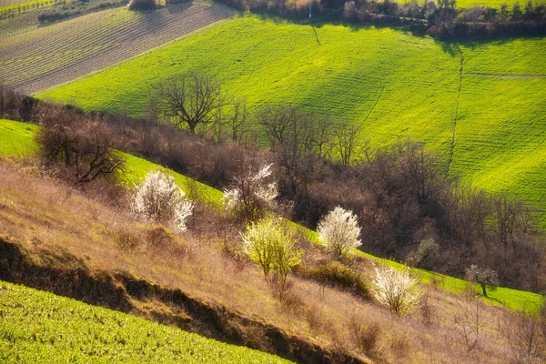 Landelijk Landschap Landbouwvelden Tussen Heuvels — Stockfoto