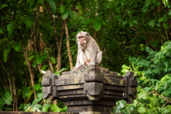 Дикая обезьяна сидит на старом индуистском храме в тропическом лесу на Бали, Индонезия
