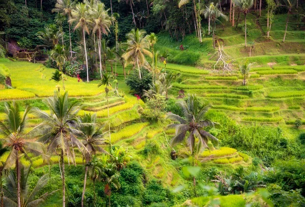 Lysande Risfält Bali Island Indonesien — Stockfoto