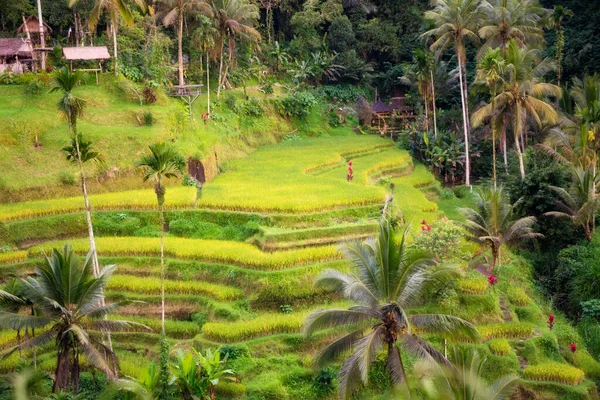Endonezya Daki Bali Adasında Yemyeşil Pirinç Tarlaları — Stok fotoğraf