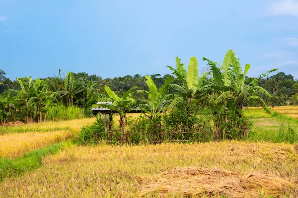 stock image Rice field in Asia with ripe yellow plants to be harvested