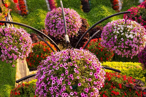 Piękne Dekoracje Kwiatowe Petunii Zewnątrz — Zdjęcie stockowe