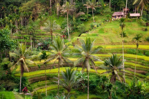 Πλούσια Ορυζώνες Στο Νησί Μπαλί Ινδονησία — Φωτογραφία Αρχείου