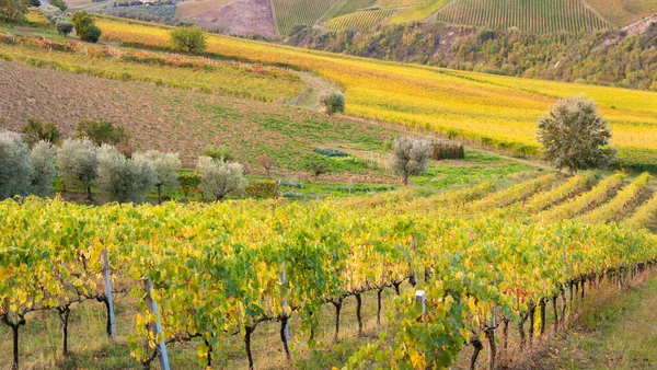 stock image Colorful vineyard in fall, agriculture and farming