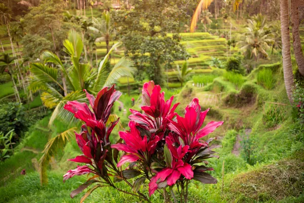Πράσινα Πεδία Και Φωτεινά Τροπικά Λουλούδια Στο Μπαλί Ινδονησία — Φωτογραφία Αρχείου