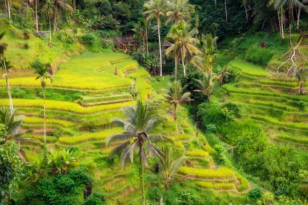Lysande Risfält Bali Island Indonesien — Stockfoto
