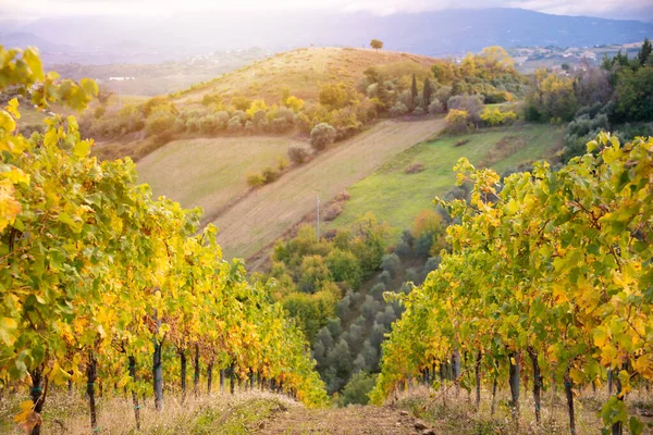 Kolorowe Winnice Jesienią Rolnictwo Rolnictwo — Zdjęcie stockowe