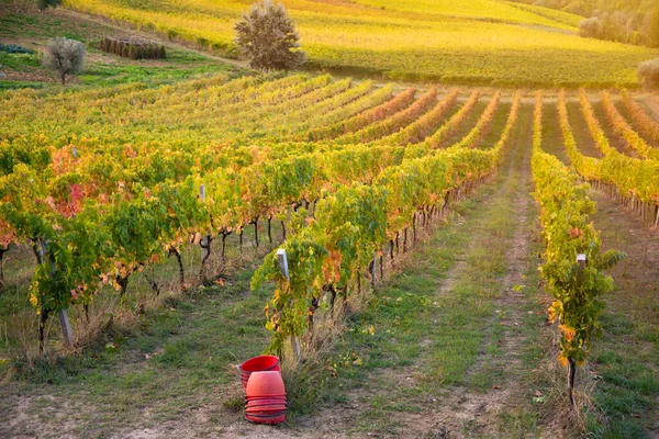 Vineyard Autumn Harvest Season Agriculture Farming — Stock Photo, Image