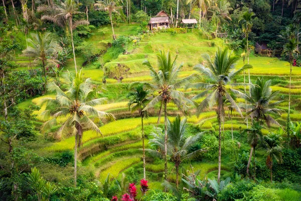 Bujná Rýžová Pole Ostrově Bali Indonésie — Stock fotografie
