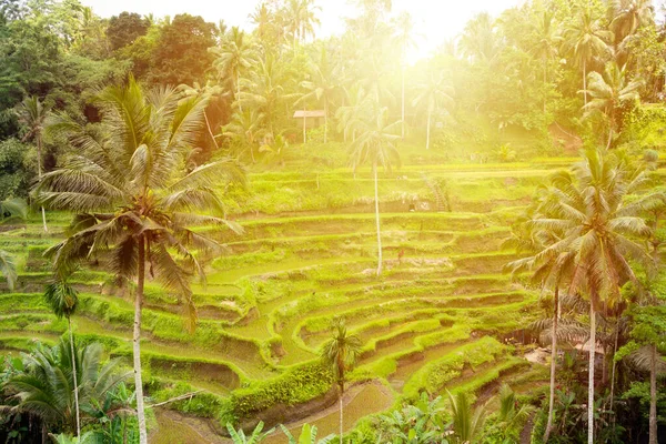 Grönt Ris Fält Plantering Bali Island Indonesien — Stockfoto