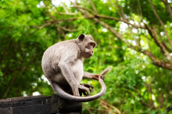 印尼巴厘岛热带雨林中的一只野生猴子坐在一座古老的后殿上 — 图库照片