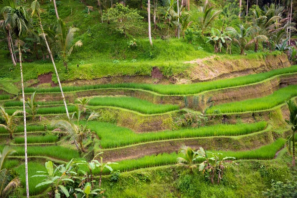 Пышные Рисовые Поля Острове Бали Индонезия — стоковое фото