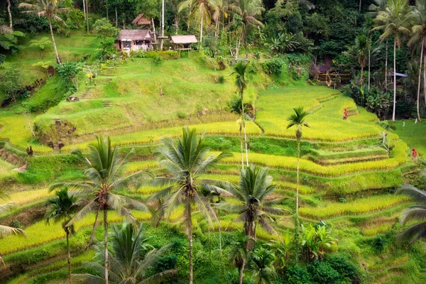 Pola Ryżowe Wyspie Bali Indonezja — Zdjęcie stockowe