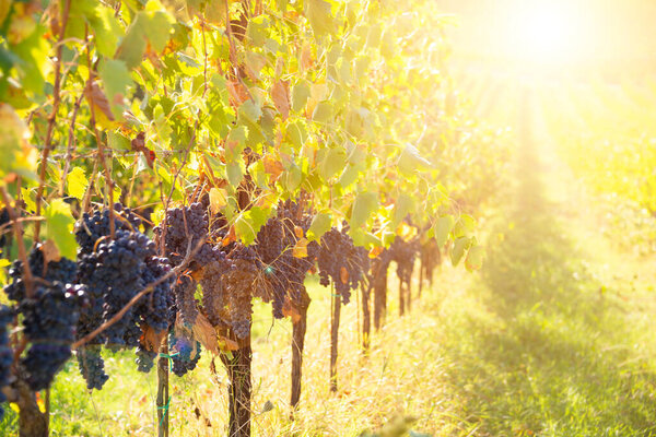 Красочные виноградники осенью, сельское хозяйство и сельское хозяйство