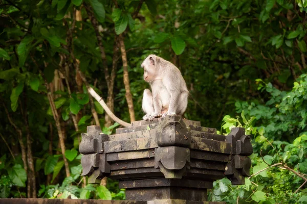 Mono Salvaje Sentado Viejo Templo Hindú Selva Tropical Bali Indonesia —  Fotos de Stock