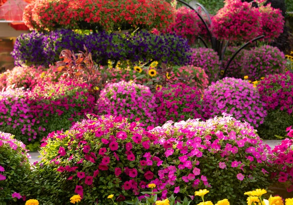 Сад Парк Множеством Разноцветных Петуний Других Цветов — стоковое фото