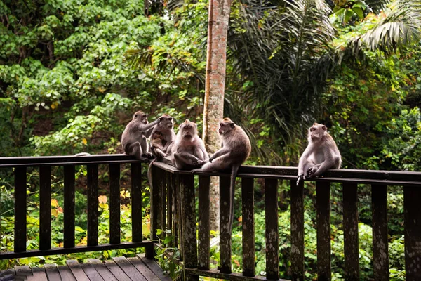 Group Wild Monkeys Tropical Rainforest Asia — Stock Photo, Image