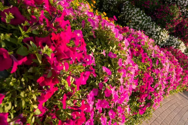 Piękny Ogród Lub Park Wieloma Kolorowymi Petuniami Innymi Kwiatami — Zdjęcie stockowe
